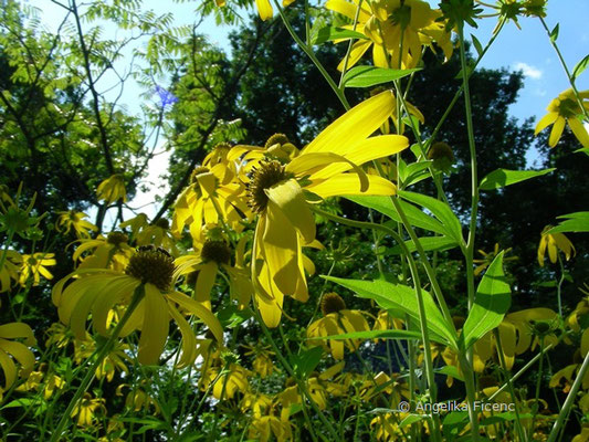 Rudbeckia laciniata - Schlitzblättriger Sonnenhut  © Mag. Angelika Ficenc