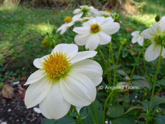 Dahlia "Schneewittchen"  © Mag. Angelika Ficenc