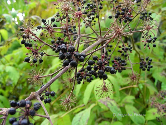 Aralia californica - Kalifornischer Angelikabaum  © Mag. Angelika Ficenc