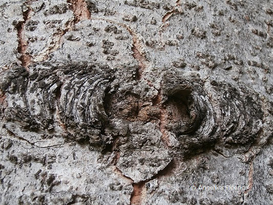 Abies cf x borisii-regis (A. alba x A. cephalonica) -  © Mag. Angelika Ficenc