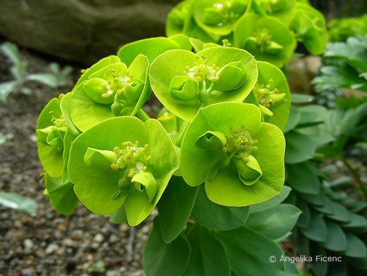 Euphorbia myrsinites - Walzen Wolfsmilch, © Mag. Angelika Ficenc