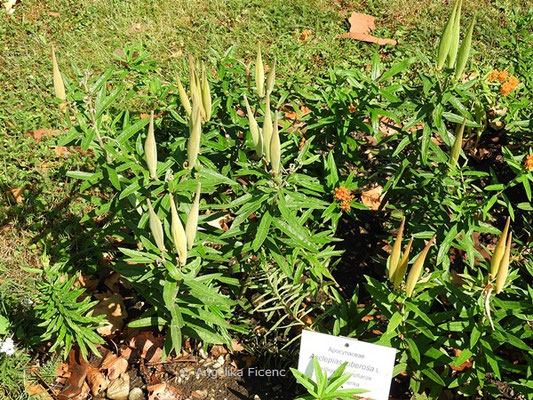 Asclepias tuberosa, Fruchtstand mit Früchten  © Mag. Angelika Ficenc