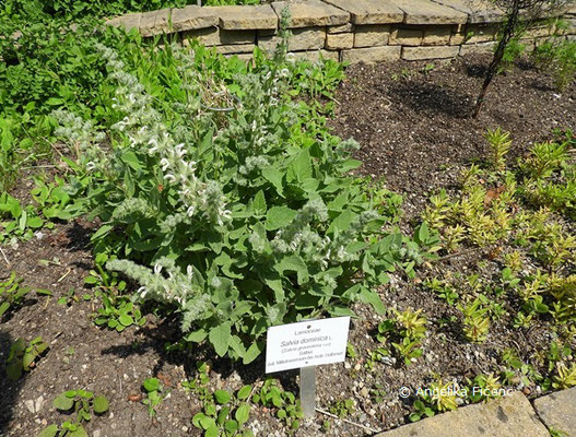 Salvia dominica   © Mag. Angelika Ficenc