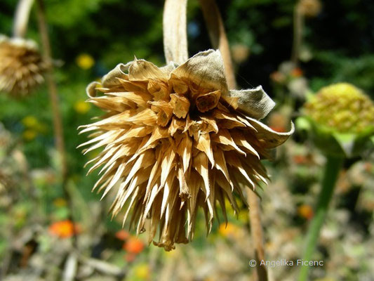 Tithonia rotundifolia  © Mag. Angelika Ficenc