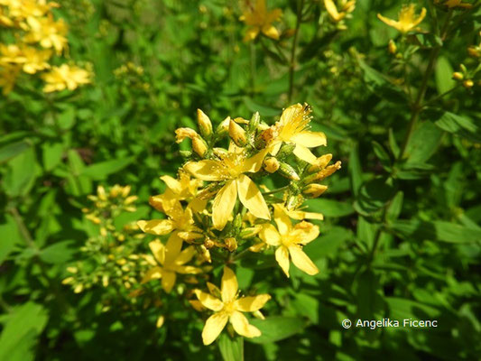 Hypericum hirsutum   © Mag. Angelika Ficenc