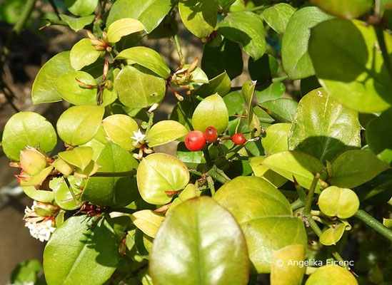 Carissa bispinosa - Dorniger Wachsbaum, rote Früchte  © Mag. Angelika Ficenc