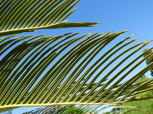 Cycas revoluta - Japanische Sagopalme  © Mag. Angelika Ficenc