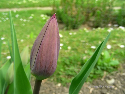 Tulipa humilis  © Mag. Angelika Ficenc