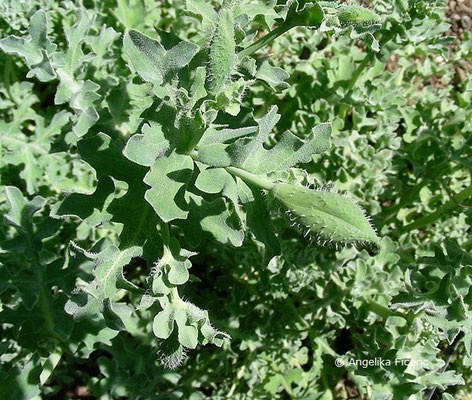 Glaucium elegans - Hornmohn  © Mag. Angelika Ficenc