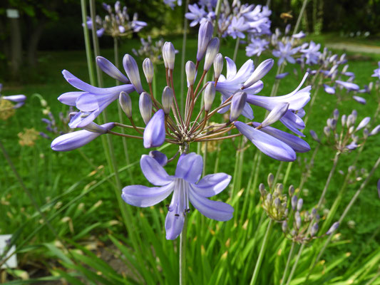 Agapanthus "Liliput"  © Mag. Angelika Ficenc