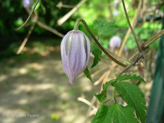 Clematis alpina  © Mag. Angelika Ficenc