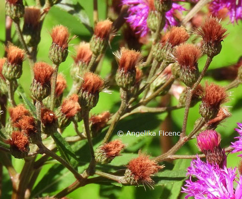 Vernonia crinita  © Mag. Angelika Ficenc