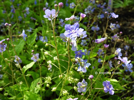 Omphalodes cappadocica - Kaukasus-Gedankenmein  © Mag. Angelika Ficenc