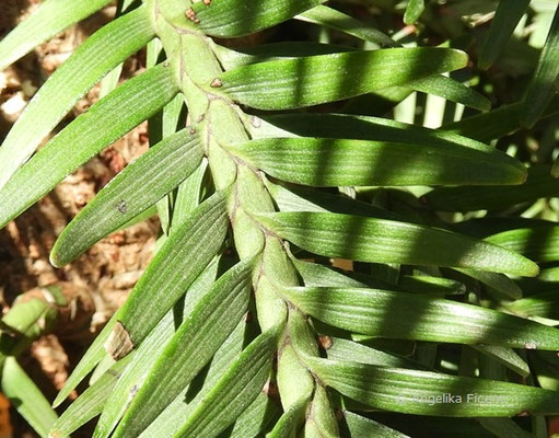 Wollemia nobilis - Wollemie, Laubblätter  © Mag. Angelika Ficenc