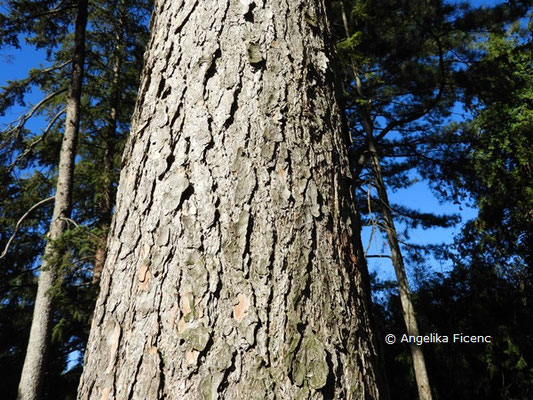 Pinus wallichiana  © Mag. Angelika Ficenc