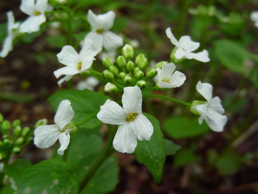 Pachxphragma macrophyllum - Scheinschaumkraut  © Mag. Angelika Ficenc