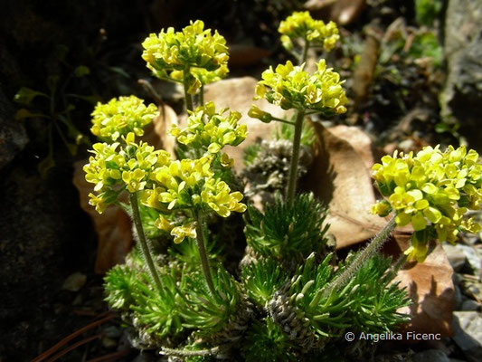 Draba hispanica - Spanisches Felsenblümchen  © Mag. Angelika Ficenc