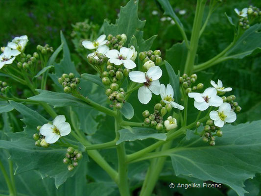 Crambe maritima - Meerkohl, © Mag. Angelika Ficenc