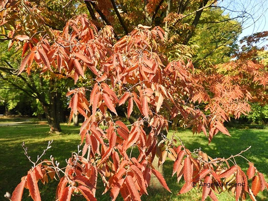 Zelkova sp.  © Mag. Angelika Ficenc