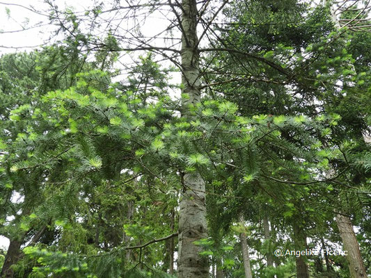 Abies concolor  © Mag. Angelika Ficenc