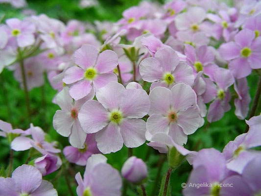 Androsace sarmetosa - Mannsschild  © Mag. Angelika Ficenc