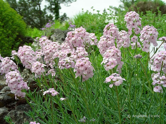 Aethionema grandiflora   © Mag. Angelika Ficenc