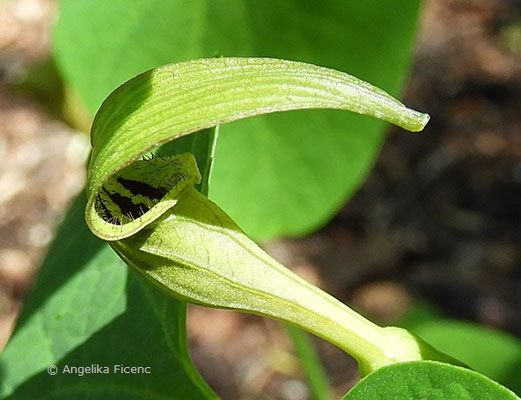 Aristolochia rotunda - Rundblättrige Osterluzei, Blüte  © Mag. Angelika Ficenc