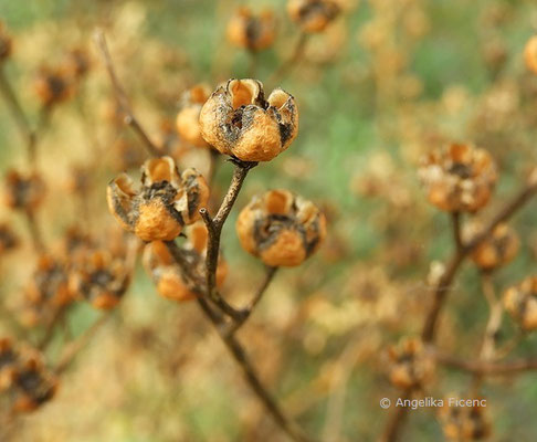 Ruta graveolens - Weinraute  © Mag. Angelika Ficenc