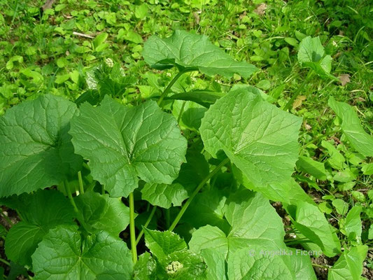 Valeriana allerifolia, Blätter  © Mag. Angelika Ficenc