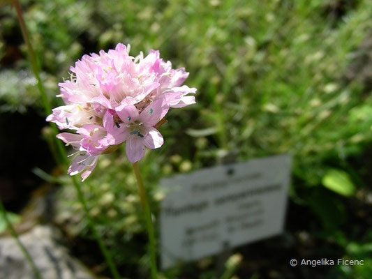 Armeria marginata, Blütenstand  © Mag. Angelika Ficenc