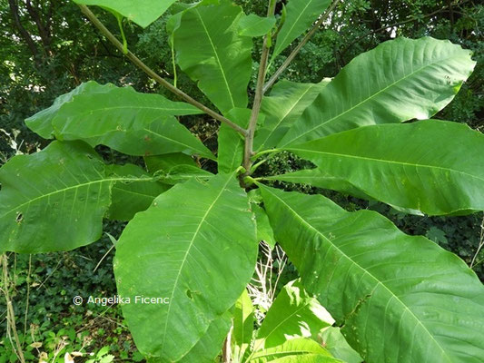 Magnolia tripetala   © Mag. Angelika Ficenc