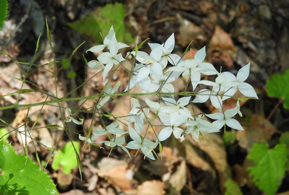 Epimedium brevicornu   © Mag. Angelika Ficenc