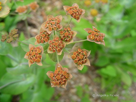 Bupleurum longifolium - Langblättriges Hasenohr  © Mag. Angelika Ficenc