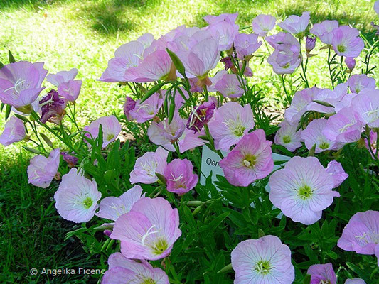 Oenothera speciosa - Rosa Nachtkerze  © Mag. Angelika Ficenc