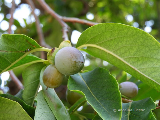 Diospyrus lotus - Dattelpflaume,   © Mag. Angelika Ficenc