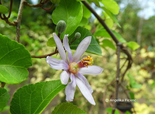   Grewia occidentalis   © Mag. Angelika Ficenc