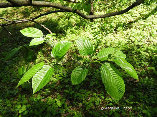 Rhamnus imeretina - Kaukasischer Kreuzdorn,   © Mag. Angelika Ficenc