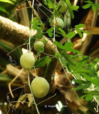 Passiflora helleri  © Mag. Angelika Ficenc