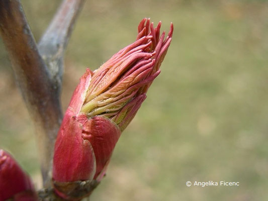 Paeonia x suffruticosa "Duchesse de Morny"  © Mag. Angelika Ficenc