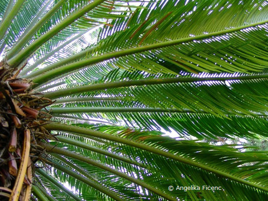 Cycas revoluta - Japanische Sagopalme  © Mag. Angelika Ficenc