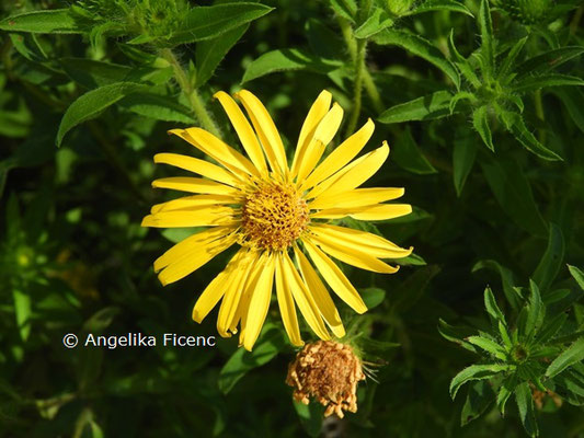 Heterotheca villosa © Mag. Angelika Ficenc