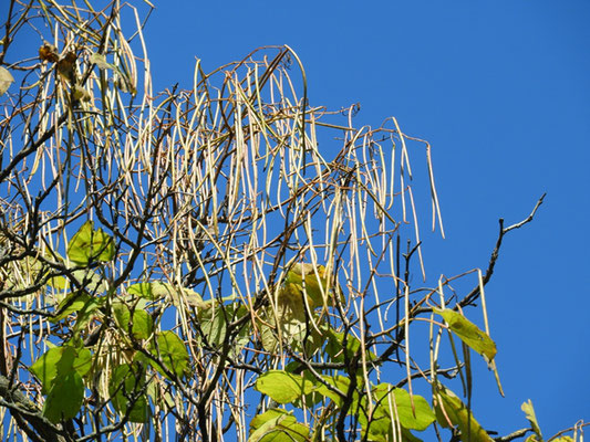 Catalpa bungei var. bungei  © Mag. Angelika Ficenc