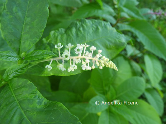 Phytolacca americana © Mag. Angelika Ficenc