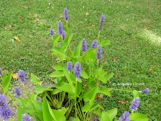 Pontederia cordata  © Mag. Angelika Ficenc