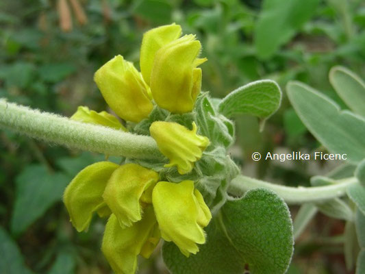  Phlomis samia  © Mag. Angelika Ficenc