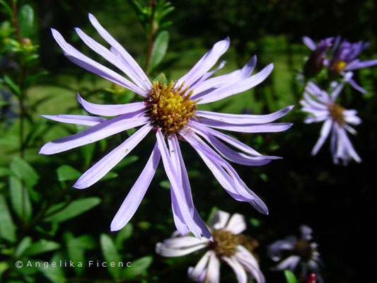 Aster maakii - Japanische Aster  © Mag. Angelika Ficenc