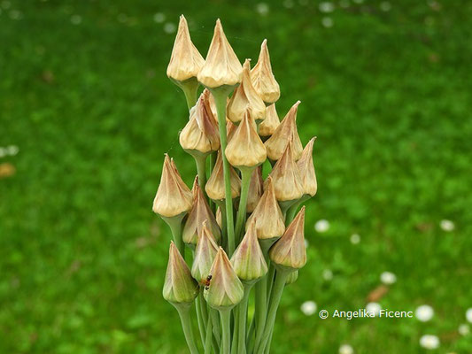  Allium siculum © Mag. Angelika Ficenc