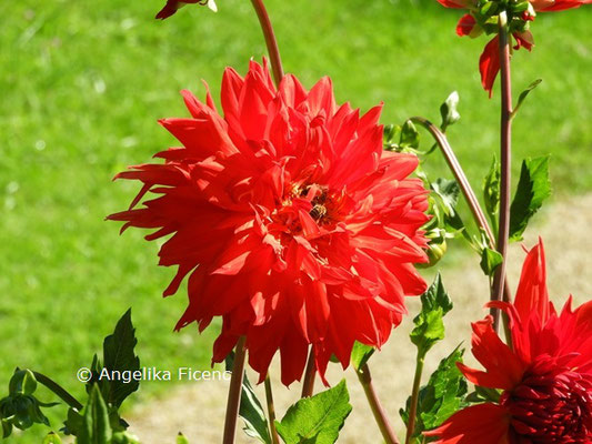 Dahlia "Exalibur"   © Mag. Angelika Ficenc