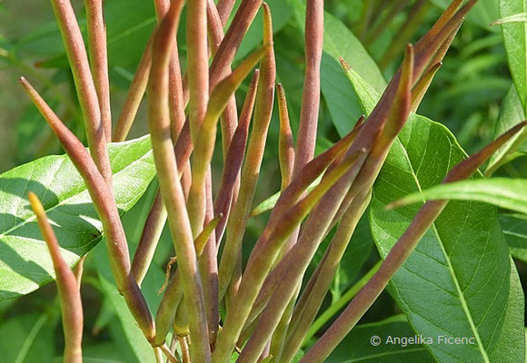 Amsonia angustifolia  © Mag. Angelika Ficenc