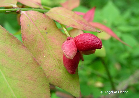 Euonymaus alatus var. alatus  © Mag. Angelika Ficenc